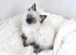 Buck - Ragdoll Kitten For Sale - Phoenix, AZ, US