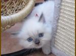 Himalayan Kittens August - Himalayan Kitten For Sale - 