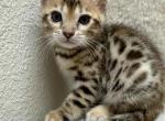 Charlotte - Bengal Kitten For Sale - CA, US