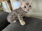 Jonah - Bengal Kitten For Sale - CA, US