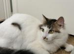 Coco - Norwegian Forest Cat For Sale - Vancouver, WA, US