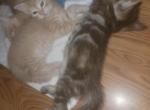 Long Haired Domestic Kittens - Domestic Kitten For Sale - New Brit, CT, US