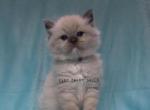 Snapdragon Blue Mitted Ragdoll Kitten - Ragdoll Kitten For Sale - Amelia Court House, VA, US