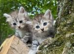 Silver babies - Siberian Kitten For Sale - 