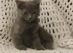 Bear - Minuet Kitten For Sale - Capon Bridge, WV, US