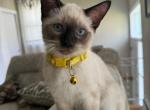 FEMALE YELLOW COLLAR - Siamese Kitten For Sale - Philadelphia, PA, US