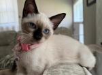 FEMALE LIGHT PINK COLLAR - Siamese Kitten For Sale - Philadelphia, PA, US