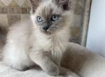 Blue mink female ready - Ragdoll Kitten For Sale - Butler, PA, US