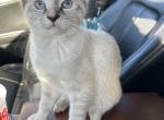 Siri and Twinkie - Siamese Kitten For Sale - MI, US