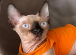 Bambino sphynx female cat Bicolor color - Bambino Kitten For Sale - Miami, FL, US