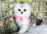 Maya litter 3 - Scottish Fold Kitten For Sale - Kent, WA, US