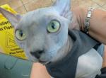 Blue solid bambino male cat for sale - Bambino Cat For Sale - Miami, FL, US