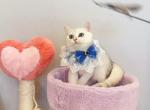 Silver shaded boy - British Shorthair Kitten For Sale - Fontana, CA, US