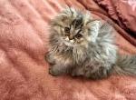 Sissy - Domestic Cat For Sale - 