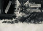 Silver  Rare color - Maine Coon Kitten For Sale - East Taunton, MA, US