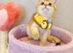 Golden shaded male - British Shorthair Cat For Sale - Fontana, CA, US