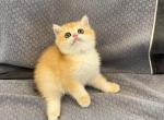 Golden shaded NY12 boy - British Shorthair Kitten For Sale - Fontana, CA, US