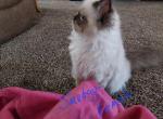 Smudgy - Ragdoll Kitten For Sale - Shawnee, OK, US