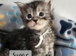 Sugar - Maine Coon Kitten For Sale - Attica, MI, US