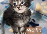 Muffin - Maine Coon Kitten For Sale - Attica, MI, US