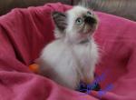 Scooter - Ragdoll Kitten For Sale - Shawnee, OK, US