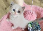 Margarita - Ragdoll Kitten For Sale - Attica, MI, US