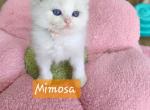 Mimosa - Ragdoll Kitten For Sale - 