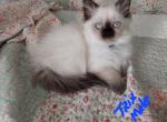 Trix - Ragdoll Kitten For Sale - Shawnee, OK, US