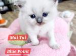 Mai Tai - Ragdoll Kitten For Sale - 