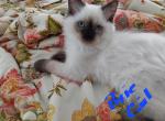 Pixie - Ragdoll Kitten For Sale - Shawnee, OK, US