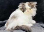 Maxwell - Persian Kitten For Sale - Callahan, FL, US