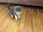 Sissy - Scottish Fold Kitten For Sale - Chicago, IL, US