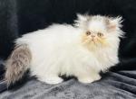 Fendi - Persian Kitten For Sale - Callahan, FL, US