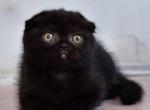 Monica - Scottish Fold Kitten For Sale - Norwalk, CT, US