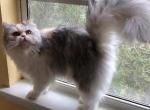 Ashton - Persian Cat For Sale/Retired Breeding - Callahan, FL, US