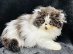 Camilla - Persian Kitten For Sale - Callahan, FL, US