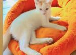 Cashew - Siamese Kitten For Adoption - Valley Glen, CA, US