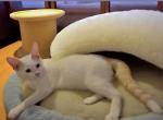 Snowy - Siamese Kitten For Adoption - Valley Glen, CA, US