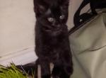 No name - Domestic Kitten For Sale - 