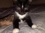 Furry kittens - Domestic Kitten For Sale - 