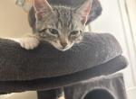 Meatloaf - Domestic Kitten For Sale - 