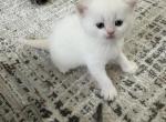 Scottish cats - Scottish Straight Kitten For Sale - Highlands Ranch, CO, US