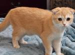 Snow - Scottish Fold Kitten For Sale - Fords, NJ, US