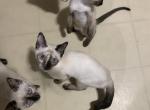 Beautiful Siamese Torte points and Seal points - Siamese Kitten For Sale - Moneta, VA, US