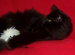 Black Magic - Norwegian Forest Cat For Sale - Arpin, WI, US