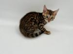 Bengal kittens - Bengal Kitten For Sale - Glencoe, MN, US