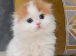 Prettyfold fluffy - Scottish Fold Kitten For Sale - Staten Island, NY, US