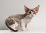 Eddie - Devon Rex Kitten For Sale - Houston, TX, US