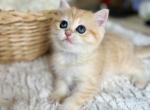 British shorthair kittens Golden Chinchilla color - British Shorthair Kitten For Sale - Boston, MA, US