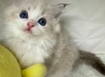 Macchiato - Ragdoll Kitten For Sale/Service - Beaverton, OR, US